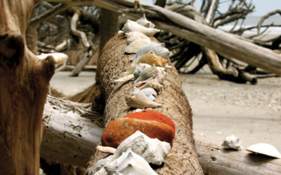 Road Trippin’ — Botany Bay