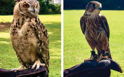 Center For Birds Of Prey