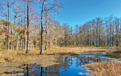 Day Trippin’ — Dungannon Plantation Heritage Reserve