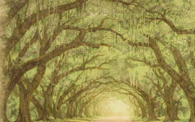 Ashley River Road Corridor Protected