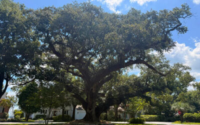 If This Tree Could Talk